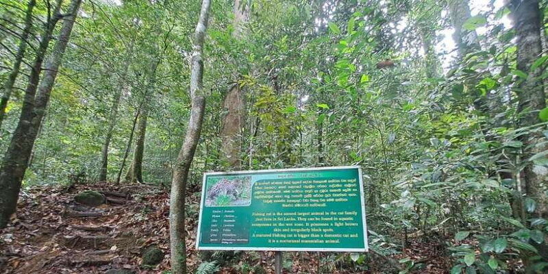 sinharaja-rainforest-tour