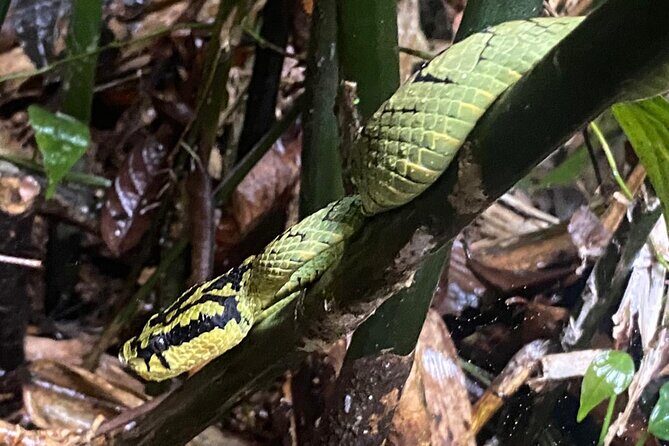 Sinharaja Rainforest Trek with Guide and Lunch - FAQ