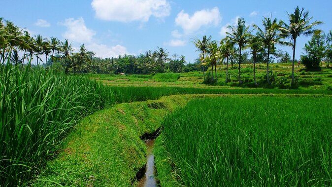 Sip, Paint and Winery - A Closer Look at the Sip, Paint, and Winery Tour in Bali