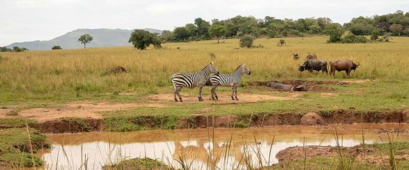 Sipi Falls, Mabira Forest, Mbale & Kidepo Valley 4-Day Trip - Key Points