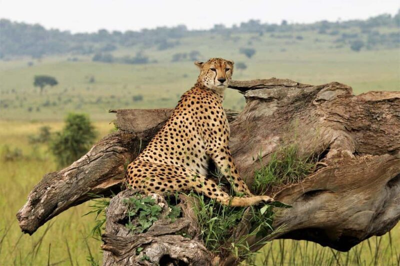 Sipi Falls, Mabira Forest, Mbale & Kidepo Valley 4-Day Trip - Who Is This Tour Best For?