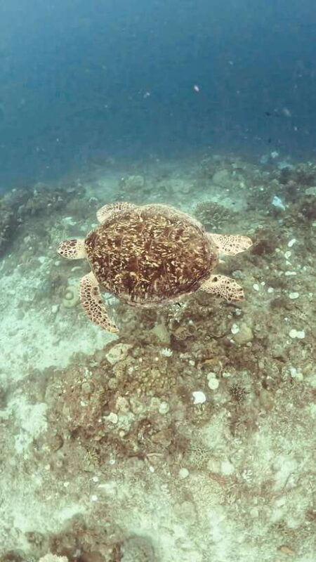 siquijor-freediving-adventure-with-lunch-and-beach-time