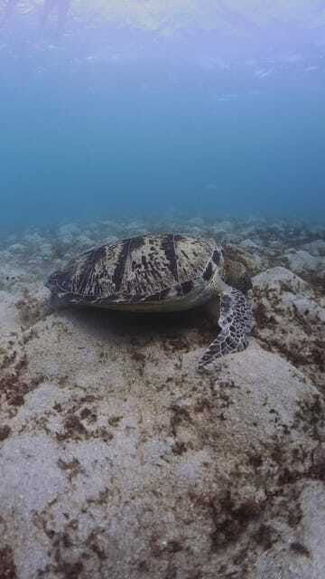 siquijor-freediving-adventure-with-lunch-and-beach-time