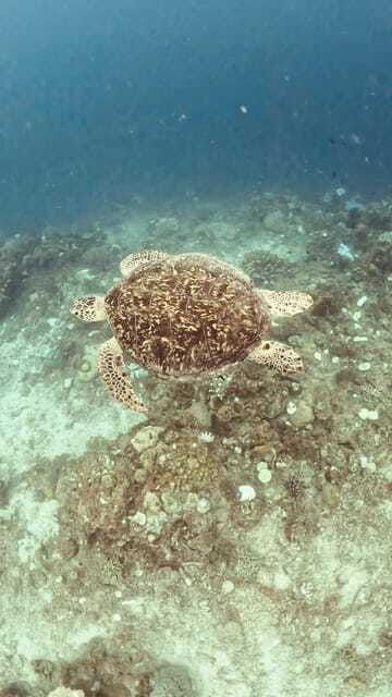 siquijor-freediving-adventure-with-lunch-and-beach-time