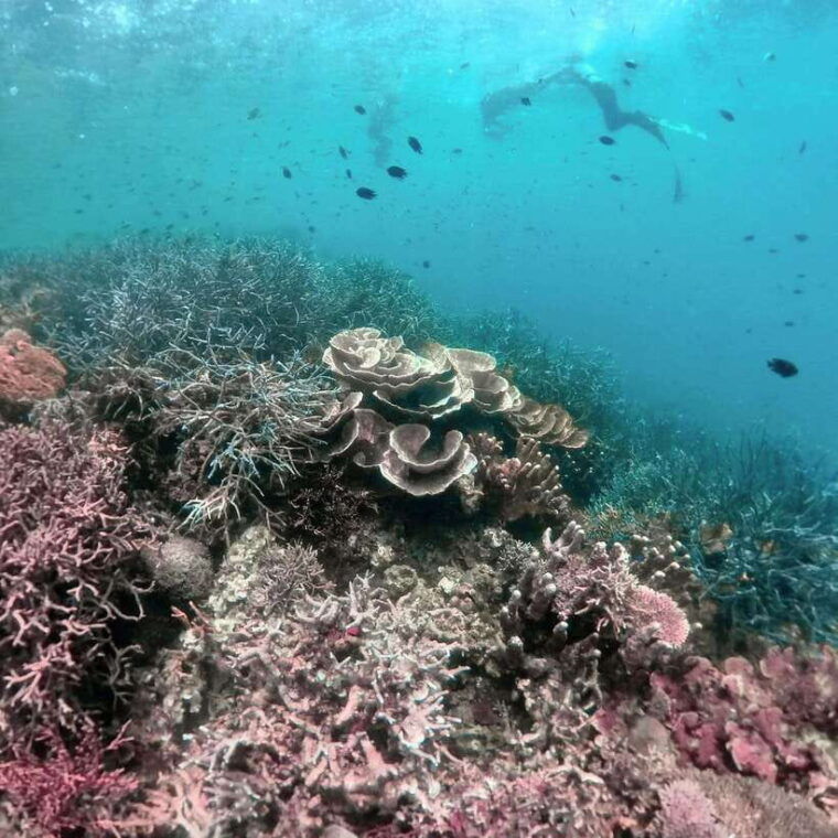 siquijor-jeepney-island-tour-with-snorkeling