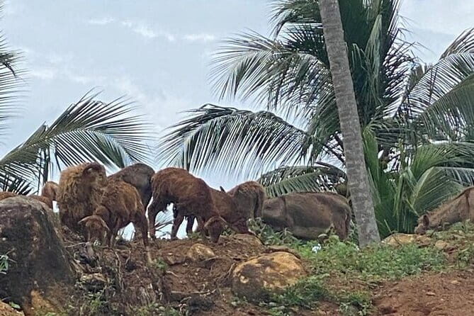 Sirin Park Eco Tour in Sri Lanka - Key Points