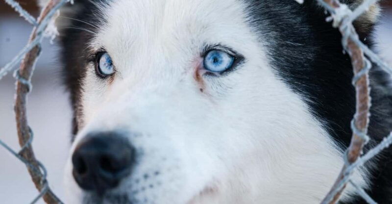 sirkka-5-km-husky-sledding-ride-in-levi