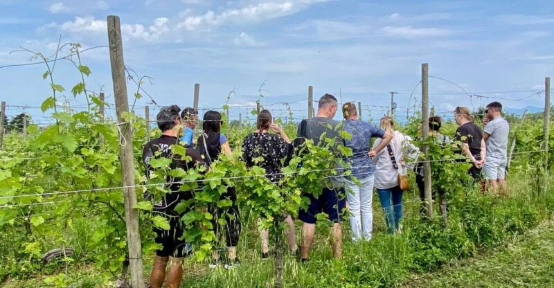 sirmione-vineyard-tour-with-lugana-wines-and-local-tastings