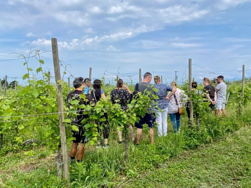 sirmione-vineyard-tour-with-lugana-wines-and-local-tastings