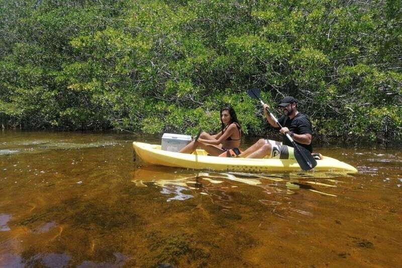 Sisal Kayak Through Mangroves and Bird Watching Tour - Key Points
