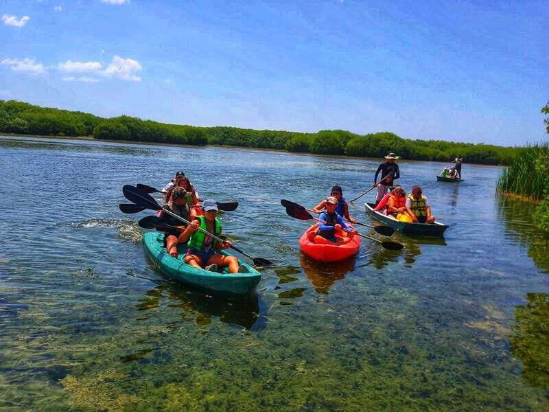 Sisal Kayak Through Mangroves and Bird Watching Tour - The Sum Up