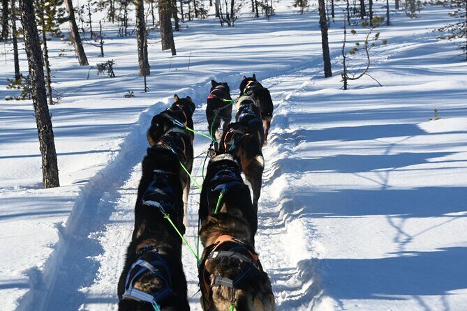 Sit Back and Relax Morning Husky Tour - Guides and Customer Service