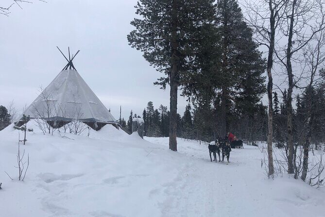 Sit Back and Relax Morning Husky Tour - Final Thoughts