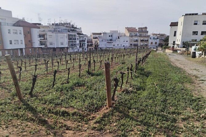 sitges-sailing-walking-and-winery-tour