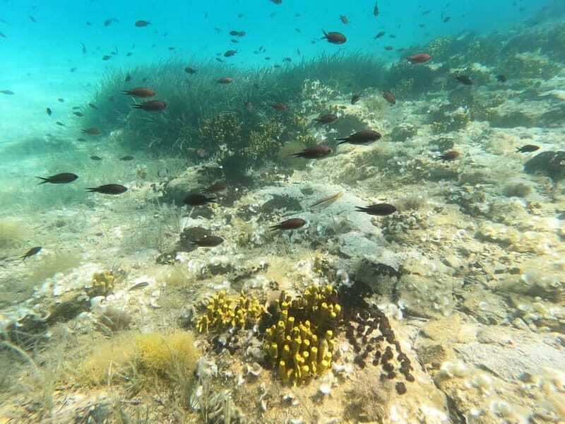 Sithonia: 1 Guided Shore Dive for Certified Divers - Exploring Sithonia: A Guided Shore Dive for Certified Divers