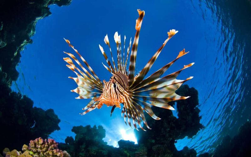 Sithonia: 1 Guided Shore Dive for Certified Divers - Key Points