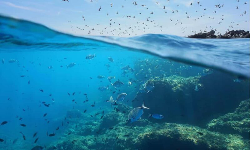 Sithonia: 1 Guided Shore Dive for Certified Divers - Authentic Reviews Add Depth