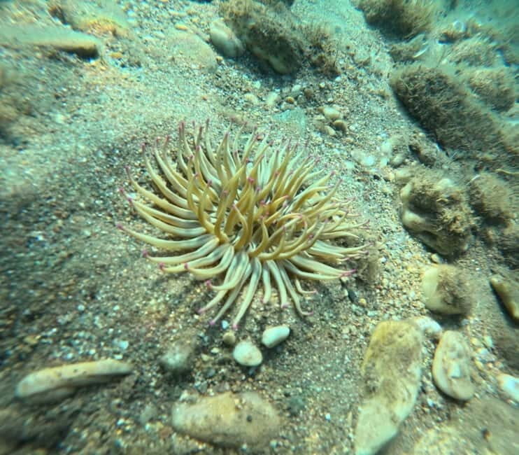 Sithonia: 1 Guided Shore Dive for Certified Divers - Frequently Asked Questions