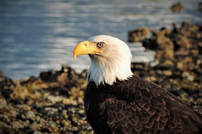 sitka-scenic-tour
