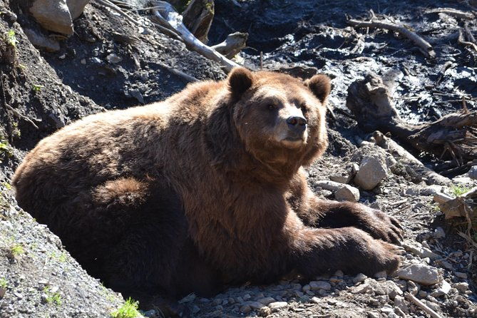 sitka-sightseeing-tour-including-fortress-of-the-bear-and-totem-poles