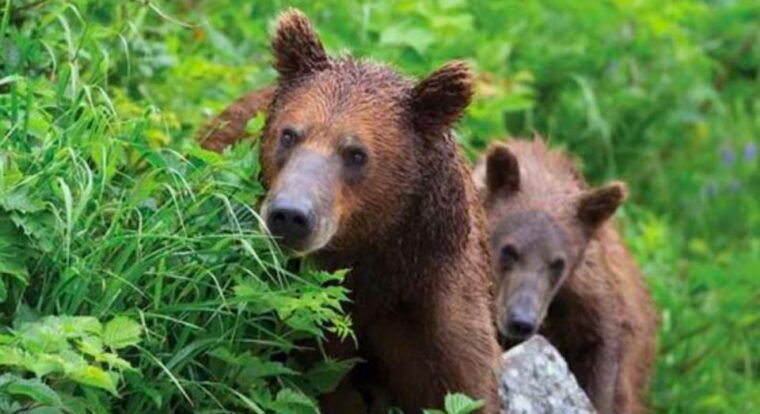 sitka-totem-poles-raptor-centre-fortress-of-bears-tour