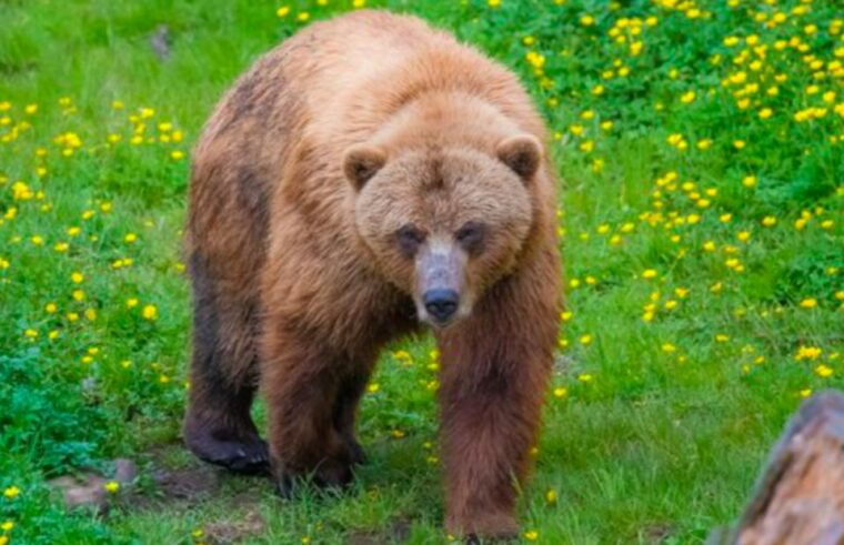 sitka-totem-poles-raptor-centre-fortress-of-bears-tour