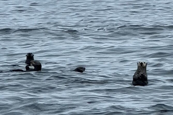 sitkas-private-wildlife-whale-adventure-for-6-w-transportation