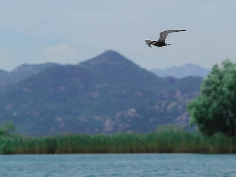 Skadar Lake: 4-Hour Guided tours on Kayak - The Experience: A Deep Dive into the Tour
