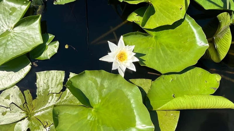 Skadar Lake: 4-Hour Guided tours on Kayak - Why This Tour Offers Great Value