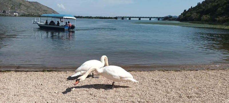 Skadar lake cruise with lunch - Key Points
