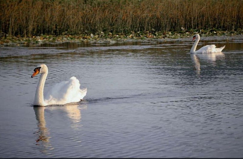 Skadar lake cruise with lunch - An In-Depth Look at the Skadar Lake Cruise Experience