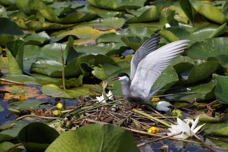 Skadar lake cruise with lunch - Lunch and Beach Break