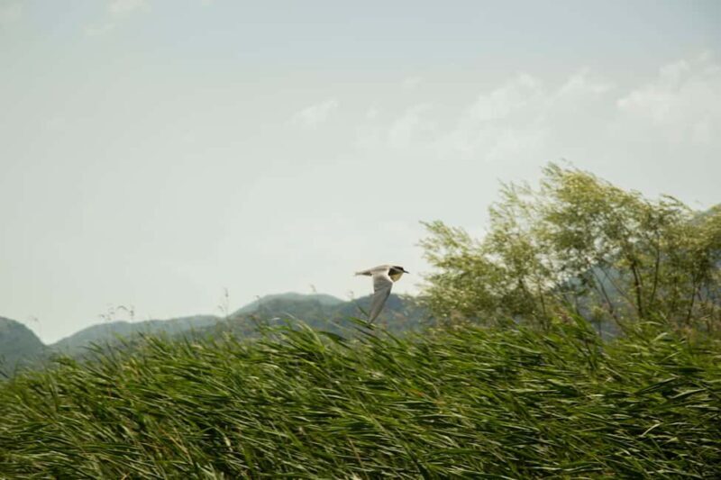 Skadar Lake: Individual Kayaking, hidden canals and swimming - Practical Tips for Your Kayaking Adventure