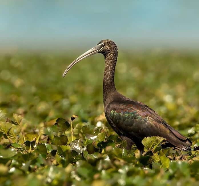 Skadar Lake: Induvidual boat tour with guide - Who Will Love This Tour?
