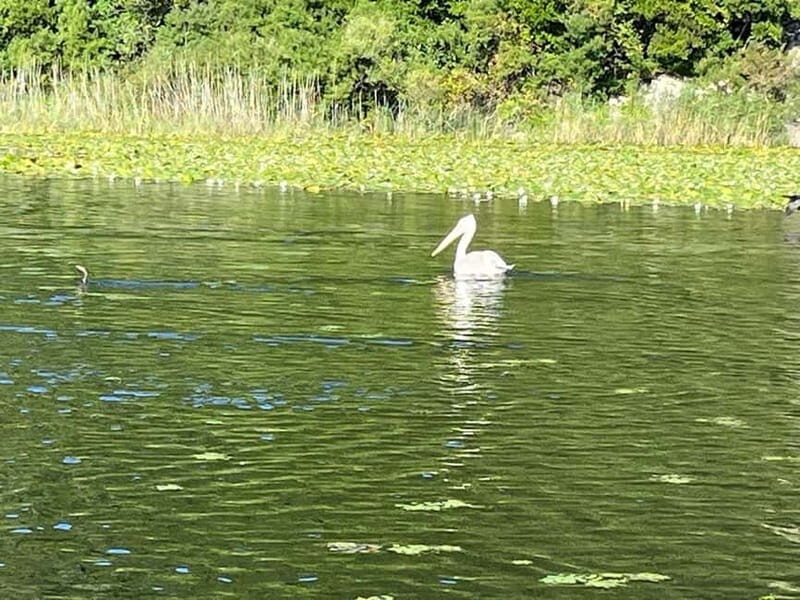 Skadar Lake kayak rent: A Journey Through Tranquility - Authentic Experiences from Real Reviewers