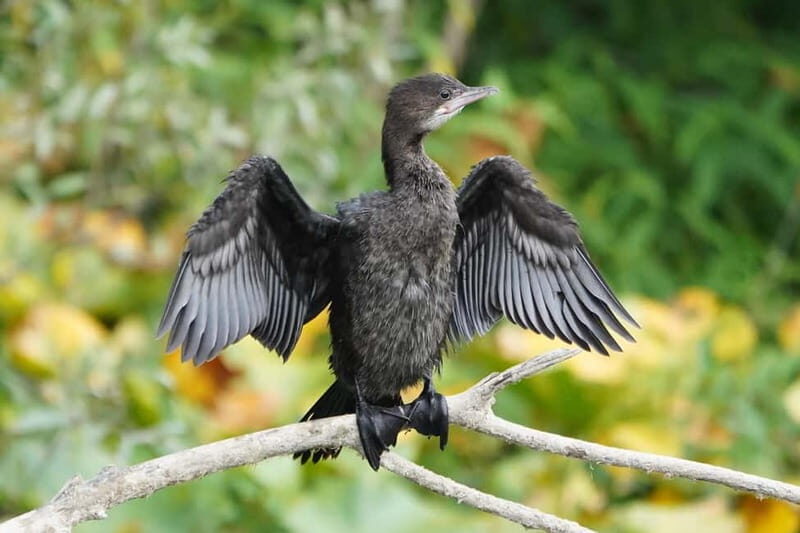 Skadar Lake: Self-Guided Bird Tour & Kayak Rental - Practical Details and Tips