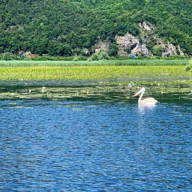 Skadar Lake: Self-Guided Bird Tour & Kayak Rental - The Sum Up