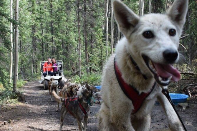 Skagway Shore Excursion: Yukon Discovery Tour - FAQ About the Yukon Discovery Tour