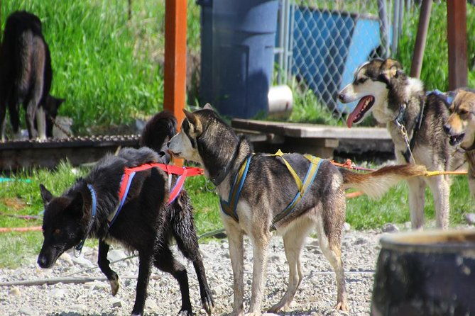 skagway-shore-excursion-yukon-dog-sledding-and-sightseeing-tour