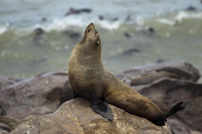 Skeleton Coast Cape Cross Seal colony Tour - Key Points