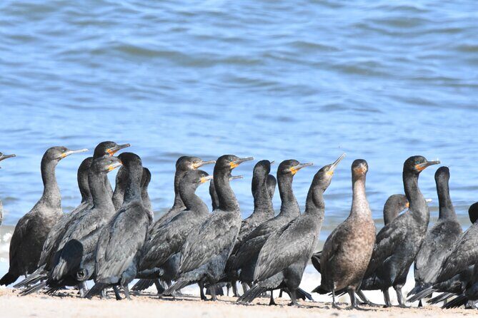 Skeleton Coast Cape Cross Seal colony Tour - FAQ