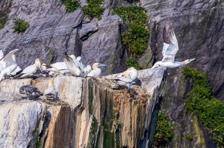 skellig-michael-skellig-sightseeing-cruise-with-aquaterra