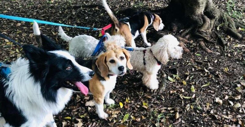 skiathos-dog-shelter-visit-hike-cooking-class-with-lunch