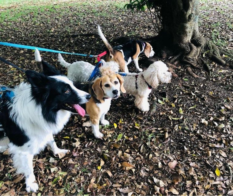 skiathos-dog-shelter-visit-hike-cooking-class-with-lunch