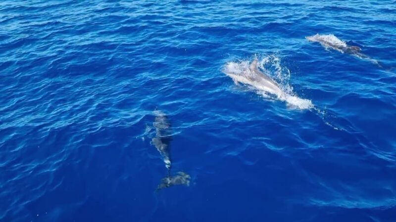 Skiathos private tours :Sailing day with lunch on board, - Practical Details and Considerations