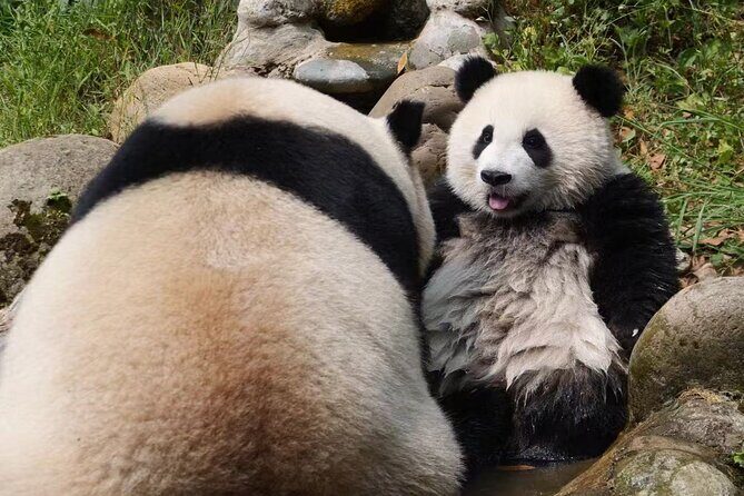 Skip Crowed Dujingyan Panda Tour Option Red Panda Interactive - What to Expect from the Tour: A Detailed Breakdown