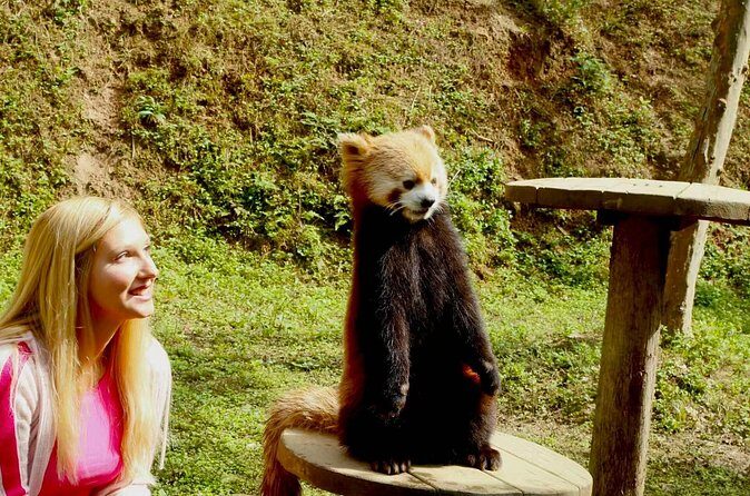 Skip Crowed Dujingyan Panda Tour Option Red Panda Interactive - FAQ Section