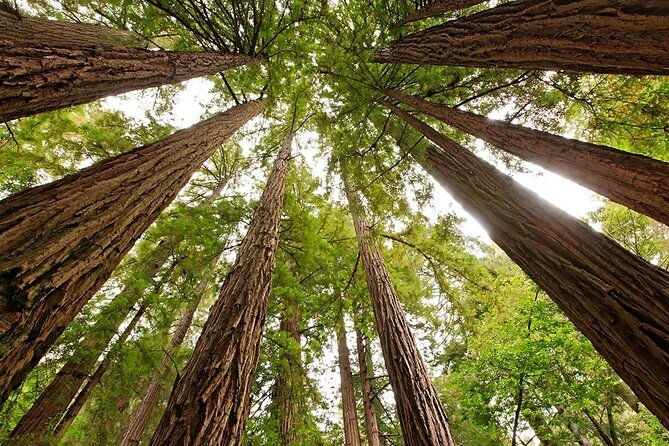 skip-the-bus-muir-woods-sausalito-by-minivan