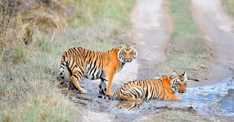 Skip The Line Access: Panna National Park Jungle Safari - Introduction