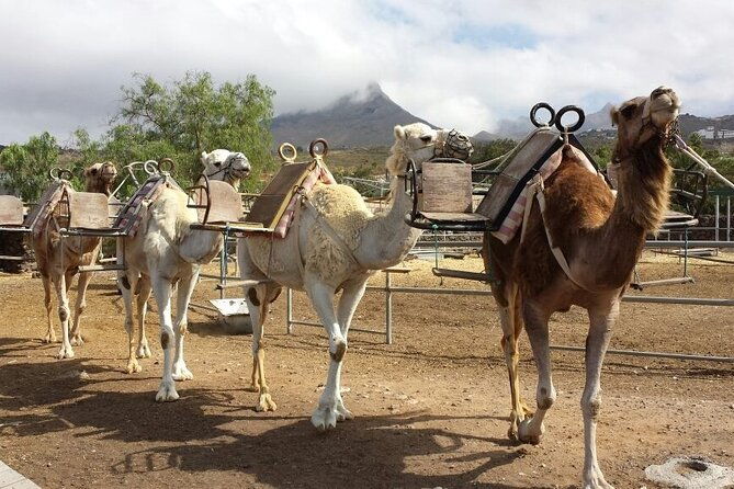 skip-the-line-camel-park-tenerife-ticket